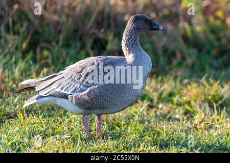 A wild pink footed goose stands in a field of grass with the sun shining on its body. Stock Photo