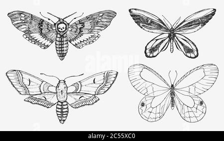 Butterfly or wild moths insects. Mystical symbol or entomological of freedom. Engraved hand drawn vintage sketch for wedding card or logo. Vector Stock Vector