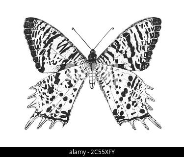 Butterfly or wild insects. Chrysiridia rhipheus or Madagascan sunset moth. Mystical symbol or entomological of freedom. Engraved hand drawn vintage Stock Vector