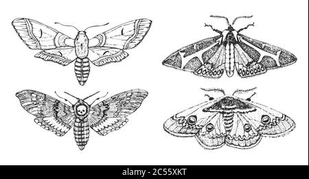 Butterfly or wild moths insects. Mystical symbol or entomological of freedom. Engraved hand drawn vintage sketch for wedding card or logo. Vector Stock Vector