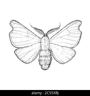 Butterfly or wild moths insects. Mystical symbol or entomological of freedom. Engraved hand drawn vintage sketch for wedding card or logo. Vector Stock Vector