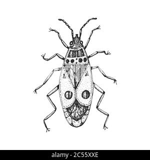 Insects bugs beetles. The firebug, Pyrrhocoris apterus in vintage old hand drawn style engraved illustration woodcut. Stock Vector