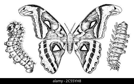 Butterfly or wild moths and caterpillars insects. Mystical symbol or entomological of freedom. Engraved hand drawn vintage sketch for wedding card or Stock Vector