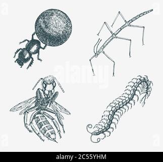 Stick and bee and Scolopendra and earth-boring dung beetles. Insects bugs and many species in vintage old hand drawn style engraved illustration Stock Vector