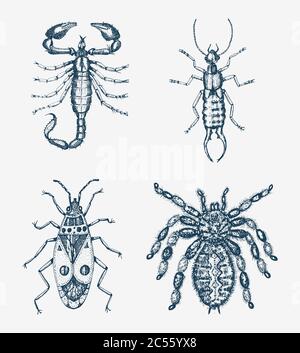 Scorpion and spider. Insects bugs beetles and bees many species in vintage old hand drawn style engraved illustration woodcut. Stock Vector