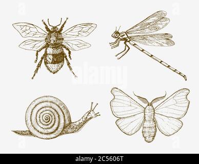 Snail bee dragonfly butterfly. Insects bugs beetles and many species in vintage old hand drawn style engraved illustration woodcut. Stock Vector