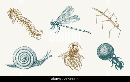 snail bee dragonfly butterfly. Insects bugs beetles and bees many species in vintage old hand drawn style engraved illustration woodcut. Stock Vector