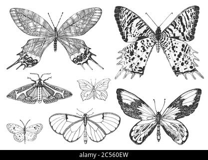 Butterfly or wild moths insects. Mystical symbol or entomological of freedom. Engraved hand drawn vintage sketch for wedding card or logo. Vector Stock Vector