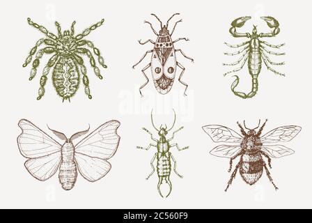 Scorpion and spider. Insects bugs beetles and bees many species in vintage old hand drawn style engraved illustration woodcut. Stock Vector
