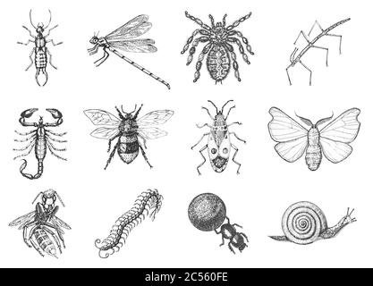 Snail bee dragonfly butterfly. Scorpion and spider. Insects bugs beetles and many species in vintage old hand drawn style engraved illustration Stock Vector