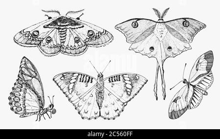 Butterfly or wild moths insects. Mystical symbol or entomological of freedom. Engraved hand drawn vintage sketch for wedding card or logo. Vector Stock Vector