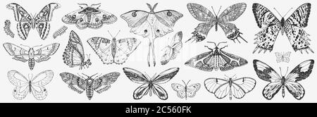 Butterfly or wild moths insects. Mystical symbol or entomological of freedom. Engraved hand drawn vintage sketch for wedding card or logo. Vector Stock Vector