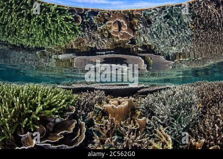 An incredible array of fragile corals grow in extremely shallow and calm water in Komodo National Park, Indonesia. This area has high biodiversity. Stock Photo