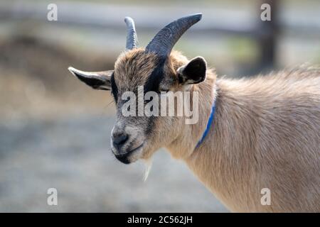 A tan colored nanny goat with dark black, white and tan color fur on its face and tan fur on the body on a farm. Stock Photo