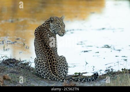 Adult leopard sitting at the edge of the water looking alert in Khwai Okavango Delta Botswana Stock Photo