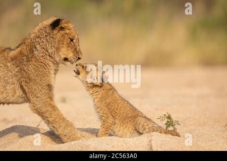Baby lion greeting a bigger brother in warm afternoon light sitting in sandy riverbed in Kruger National Park South Africa