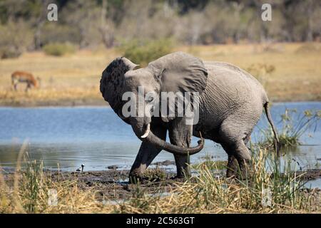 Young elephant waving its trunk standing at the muddy edge of water in Moremi Okavango Delta in Botswana Stock Photo