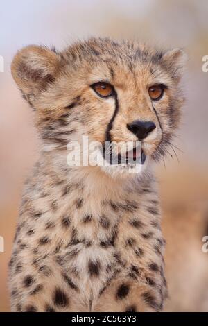 Close up vertical portrait of a cheetah cub looking to the side in Kruger Park South Africa Stock Photo