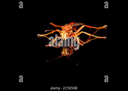 polistes metricus, Red Paper Wasp on black background Stock Photo