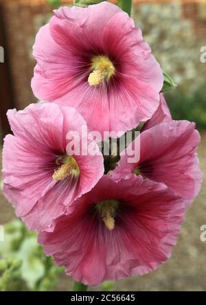 Alcea Rosea, Hollyhocks, pink flowers, hollyhock Stock Photo