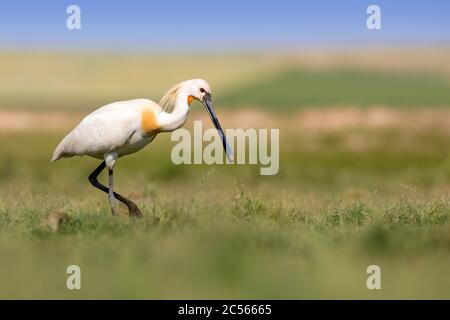 White big heron. Green blue nature habitat background. Heron: Eurasian Spoonbill. Platalea leucorodia. Stock Photo