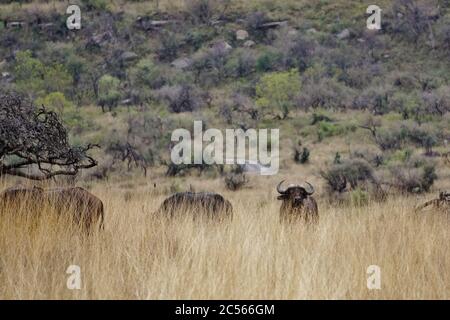 Bufallos hidden in the high grass at Nambiti Game Reserve Stock Photo