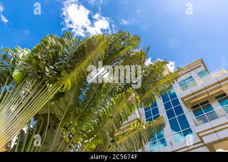 Bank building and palm tree of travelers, (Ravenala madagascariensis), Victoria, Mahe Island, Seychelles, Indian Ocean, Africa Stock Photo