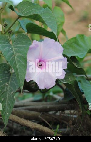 Beautiful white is a very beautiful flower Stock Photo