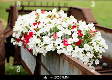 An old manure spreader turned into a flower display with red and white petunias, in West Boylston, Massachusetts, USA. Stock Photo