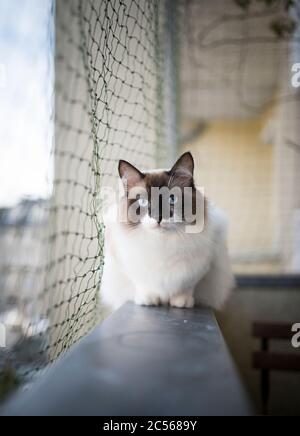 ragdoll cat sitting on balcony nex to cat safety net looking at camera Stock Photo