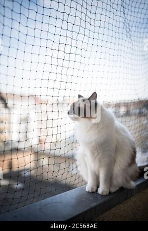 ragdoll cat sitting on balcony edge with cat safety net looking at view Stock Photo