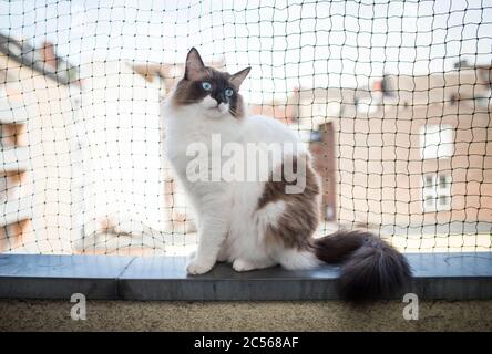 ragdoll cat sitting on balcony edge in front of cat safety net Stock Photo