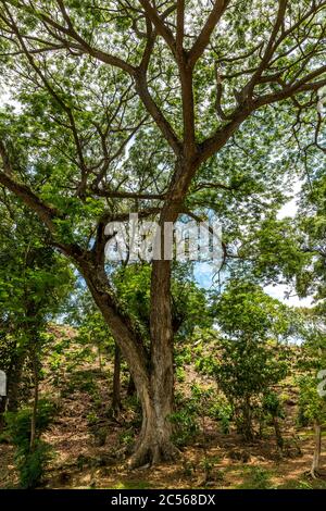 Mimosa tree, Lac Djabala, freshwater lake, Nosy Bé, Madagascar, Africa Stock Photo