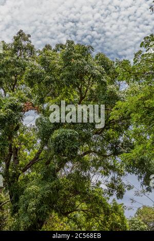 Avocado tree, Lac Djabala, freshwater lake, Nosy Bé, Madagascar, Africa Stock Photo