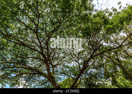 Mimosa tree, Lac Djabala, freshwater lake, Nosy Bé, Madagascar, Africa Stock Photo