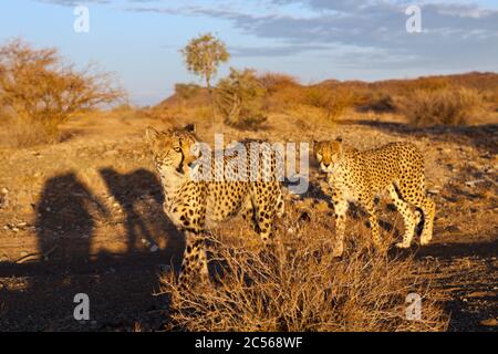 Male subadult Cheetah, Acinonyx jubatus, Kalahari Basin, Namibia, Acinonyx jubatus, Kalahari Basin, Namibia Stock Photo