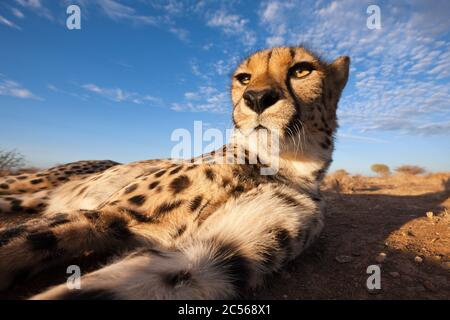 Male subadult Cheetah, Acinonyx jubatus, Kalahari Basin, Namibia, Acinonyx jubatus, Kalahari Basin, Namibia Stock Photo