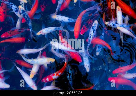 Abstract with koi Stock Photo
