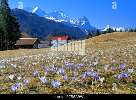 Spring meadow with crocuses against Zugspitzgruppe (2962m), Wetterstein Mountains, Weiler Gerold, district of Krün bei Mittenwald, Werdenfelser Land, Stock Photo
