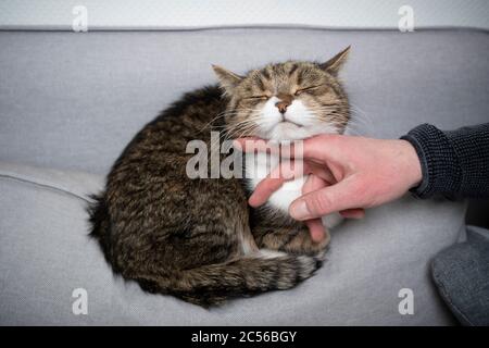tabby white british shorthair cat resting on couch getting stroked under chin Stock Photo