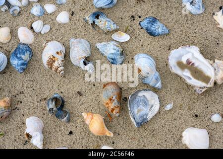 Germany, shells and snail shells on the beach. Stock Photo