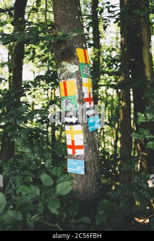 Tree trunk in the woods with arrow directional sign on it. Hiking trail ...