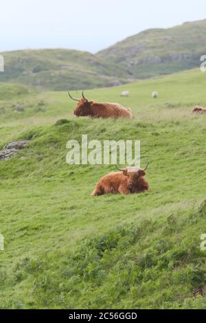 Portrait two male highland cattle bulls lye amongst windswept grass, one on a mound. two sheep graze in the background. Rural scottish scene. Stock Photo