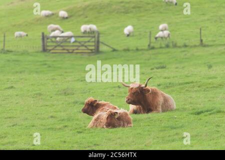 Mother, calf and father bull highland cattle all lye down on plain pastureland, within their fence, background of a dozen sheep grazing. Stock Photo