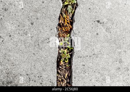 Cracked old concrete paving slabs of a garden path. Stock Photo