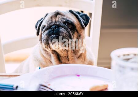 Funny nice pug dog at home sitting on the table - old puppy lovely domestic animal and best friend concept Stock Photo