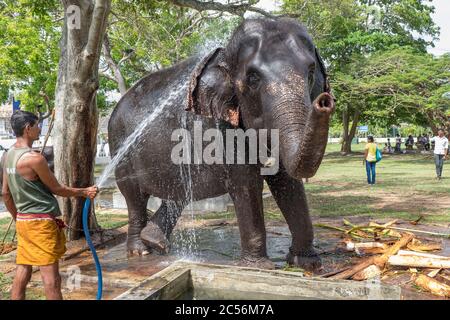 Elephant is sprayed with a water steel for refreshment and cleaning Stock Photo