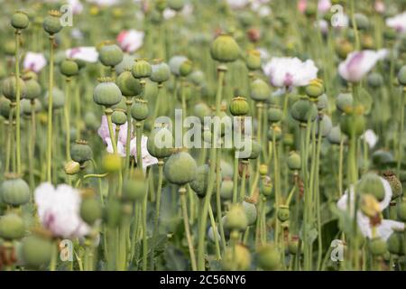 Papaver somniferum, commonly known as the opium poppy. Agricultural field in Serbia Stock Photo
