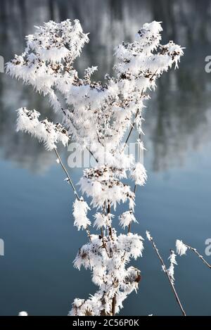 Europe, Germany, Bavaria, Lower Bavaria, Landshut, Ergolding, winter landscape, frost, cold Stock Photo