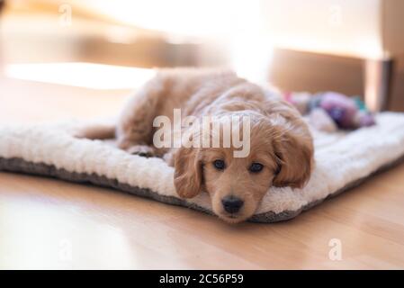 An 8-week-old Mini Goldendoodle (a mixture of a golden retriever and a miniature poodle) lies on its blanket Stock Photo